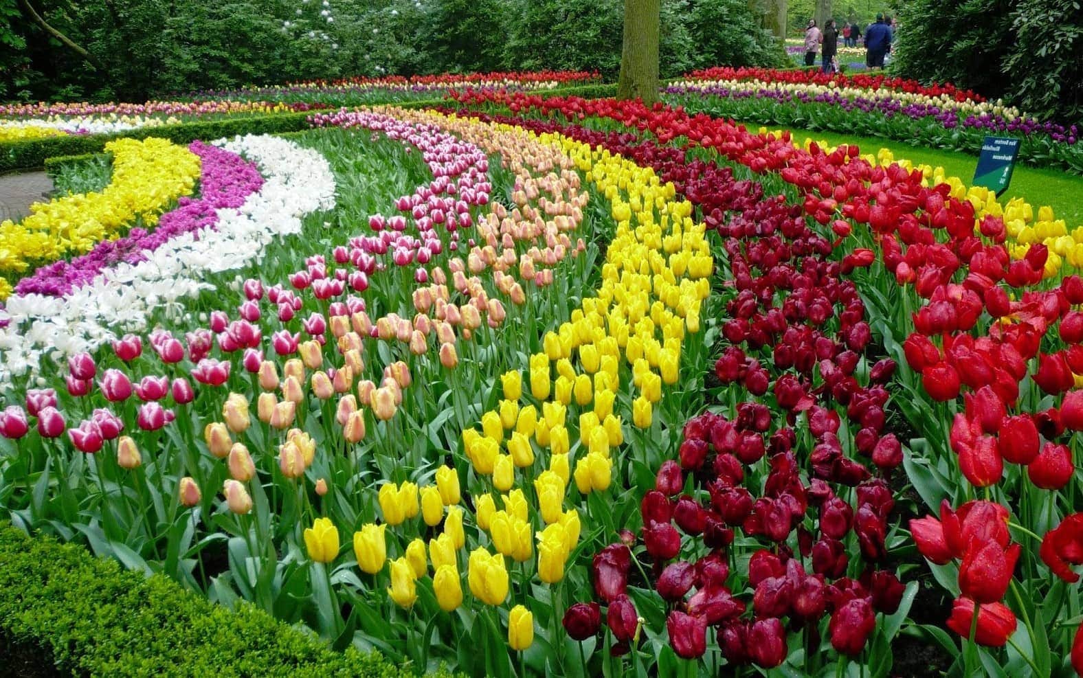 Da Lat Flower Festival bursts into color as the city transforms into a floral wonderland, showcasing vibrant blooms, and a joyful celebration of nature’s beauty